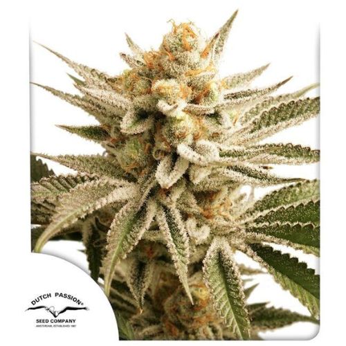 Lemon Z Feminized Seeds | Citrus Cannabis Genetics & High Yield