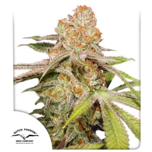 Dutch Passion Mac #1 Auto Seeds | Skyline Seed Bank 