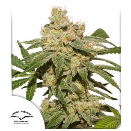 Dutch Passion Oh My Gusher Auto Seeds | Skyline Seed Bank 