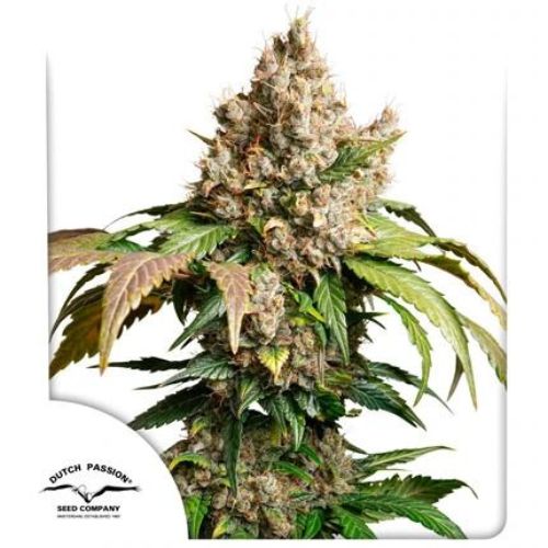Red Tropicana Cookies Auto Seeds | High-Yield Autoflower 🌿