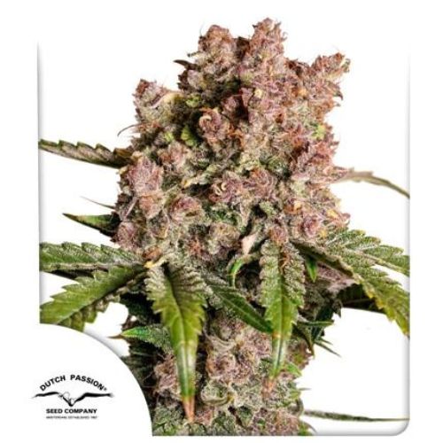 🍓 Strawberry Soda Auto Feminized Seeds | Sweet Fast Autoflower