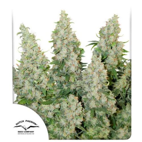 Dutch Passion Think Different Auto Seeds | Skyline Seed Bank