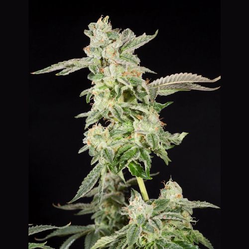 Giscotti Feminised Seeds | Premium Indica Cannabis Seeds 🌿