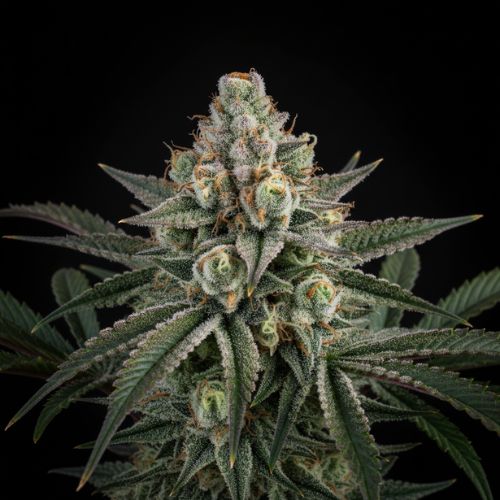 Blueberry Muffin Bubba x Ethos Cookies #16 Clone | Skyline Seed Bank