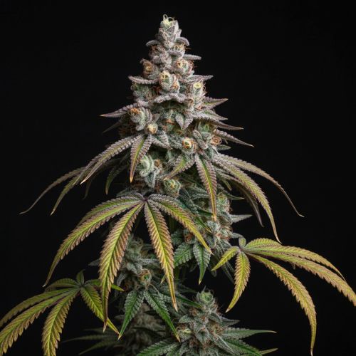 Cherry Pie OG S1 Clone | Ethos Genetics | Skyline Seed Bank