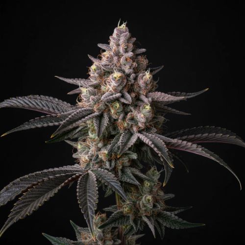 Sun Dart R1 Clone by Ethos Genetics | Skyline Seed Bank
