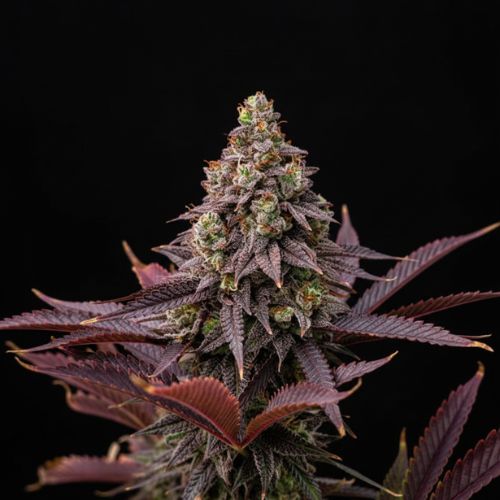 The Punch Line Clone by Ethos Genetics | Skyline Seed Bank