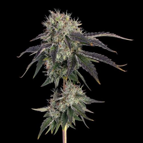 Baller's Game Clone | Ethos Genetics x Happy Valley | Skyline Seed Bank