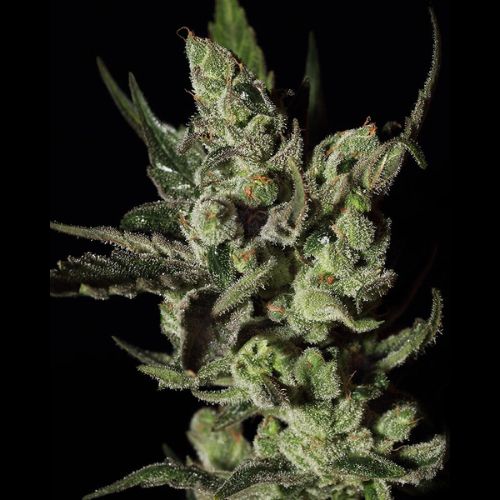 Green House Seed Co. Exodus Cheese Seeds | Skyline Seed Bank 