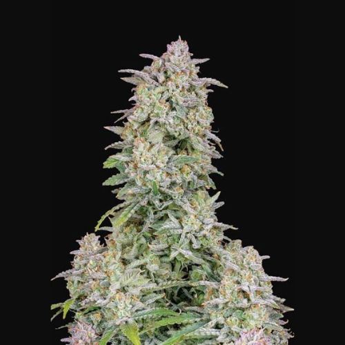 420 Fast Buds Forbidden Runtz Auto Seeds | Skyline Seed Bank 