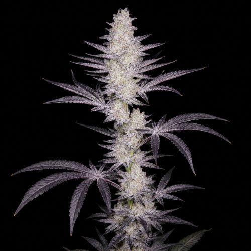 Frozen Grapes Clone | Inhouse Genetics