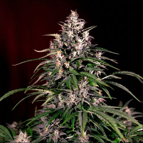 Dosi Auto Feminized Seeds | Fast Flowering, High Flavor 🌿