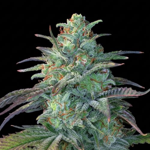 Eggnog OG Feminized Seeds | High-Yield Indica Hybrid