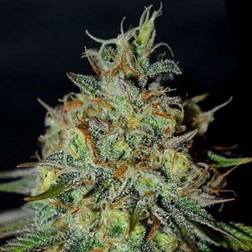 Picante Feminized Seeds | High THC Sativa Hybrid