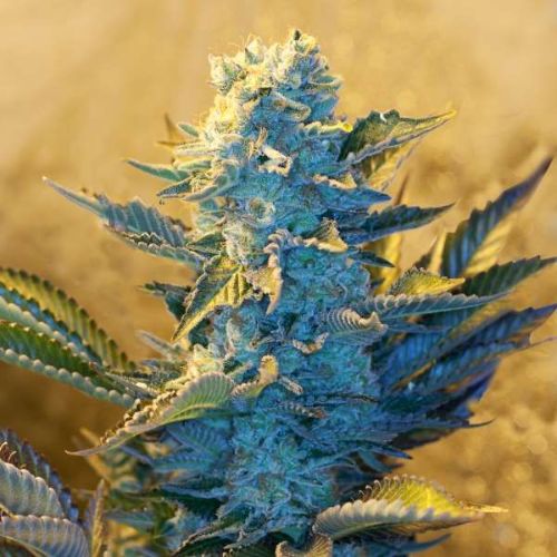 White Widow Feminized Seeds | Classic Hybrid Cannabis Seeds 🌿