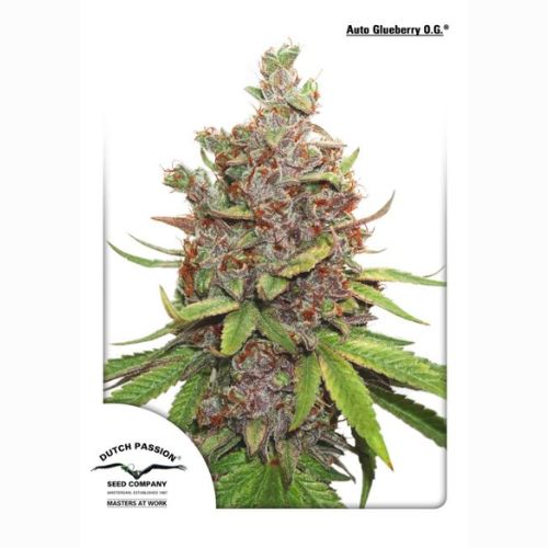 Dutch Passion Glueberry OG Auto Seeds | Skyline Seed Bank 