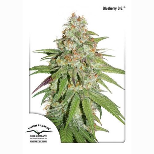 Dutch Passion Glueberry OG Seeds | Skyline Seed Bank | South Africa