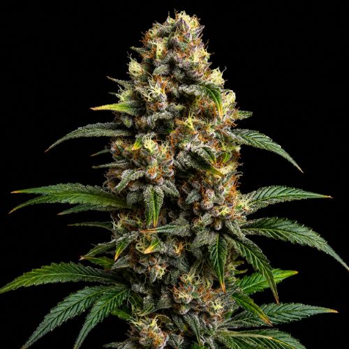 Godfather OG Clone | BlimBurn Seeds