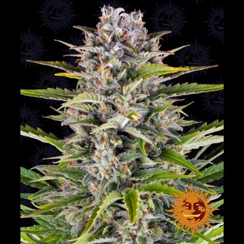 Barneys Farm Gorilla Zkittlez Auto Feminized Seeds | Skyline Seed Bank