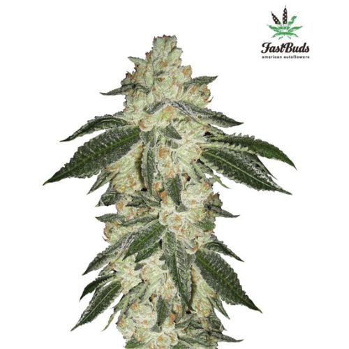 420 Fast Buds Green Crack Auto Seeds | Skyline Seed Bank