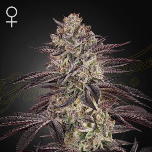 🌿 Biscotti Auto Feminized Seeds | Sweet, Fast & Potent Strain