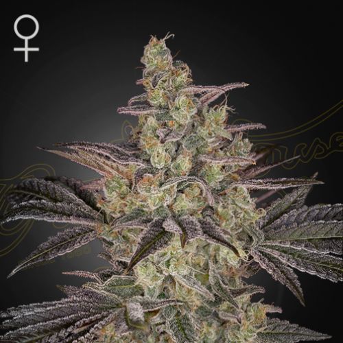 Frosted Guava Auto Feminized Seeds | Sweet Tropical Autoflowering
