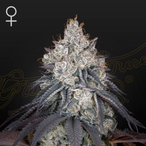 Lemon Orange Feminized Seeds | Citrus Cannabis | Green House Seed Co.