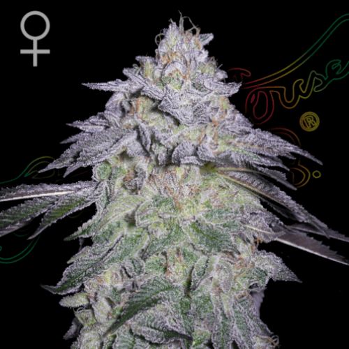 Nori Cake Feminized Seeds | Premium Kush Mint Hybrid 🌿
