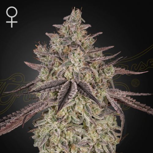 Skywalker Auto Feminized Seeds | Fast & Flavorful Autoflower