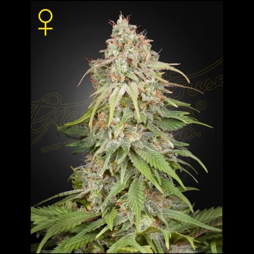 Green House Seed Co GH Amnesia Seeds | Skyline Seed Bank