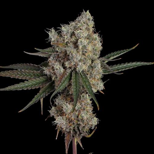 Happy Valley Genetics Another Level | Skyline Seed Bank