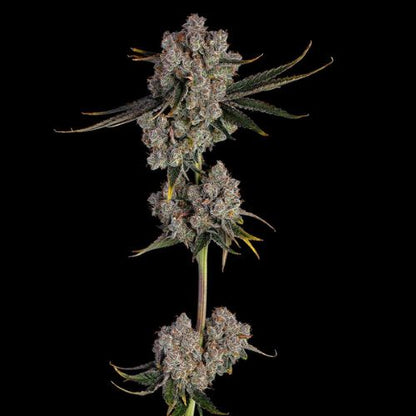 Happy Valley Genetics Candy Games #38 | Skyline Seed Bank