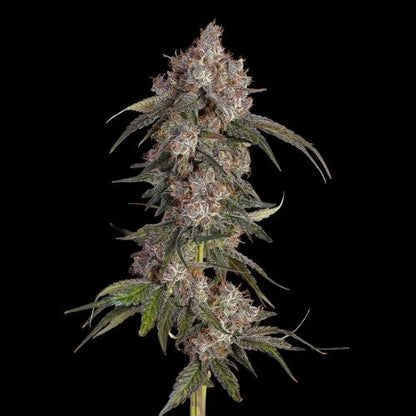 Happy Valley Genetics Game Over | Skyline Seed Bank