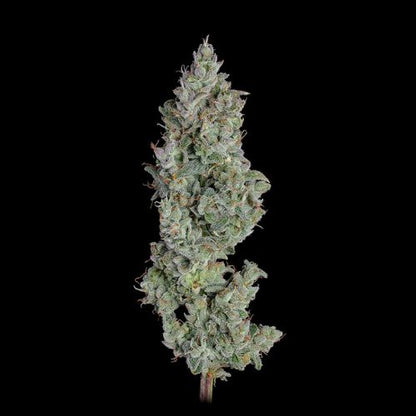 Happy Valley Genetics Pineapple Diesel Auto | Skyline Seed Bank