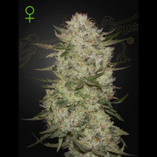 Green House Seed Co HighcloudZ Auto Seeds | Skyline Seed Bank | South Africa