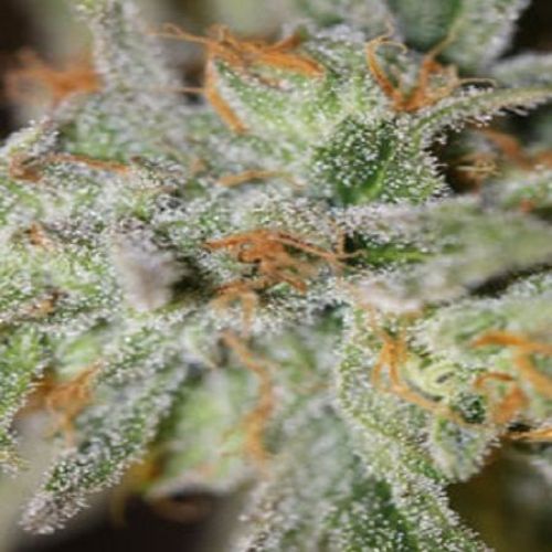 Jack Straw Regular Seeds | Premium Sativa Cannabis Seeds 🌿