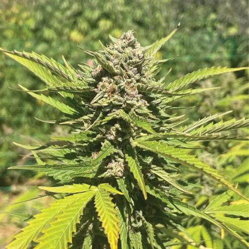 Humboldt Seed Company Banana Melt Seeds | Skyline Seed Bank