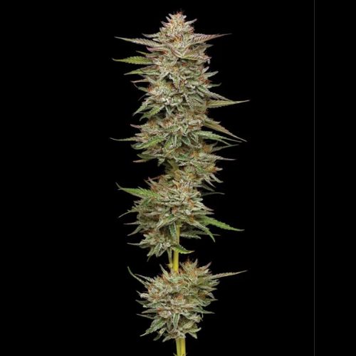 Humboldt Seed Company Banana OG Auto Seeds | Skyline Seed Bank