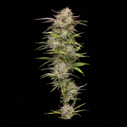 California Haze Feminized Seeds | Sativa Cannabis Seeds