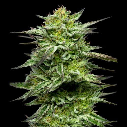 Humboldt Seed Company Mountaintop Mint Seeds | Skyline Seed Bank