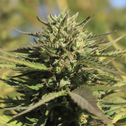 OG Kush Feminized Seeds | High-Yield Indica Cannabis Seeds