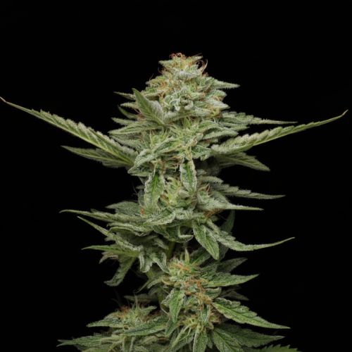 Pistachio Feminized Seeds | Nutty Flavor & 65-Day Flowering 🌿