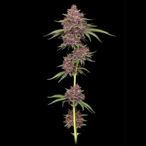 Humboldt Seed Company Purpz Seeds | Skyline Seed Bank