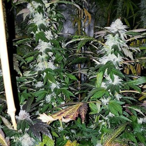 In House Genetics Platinum Gorilla | Skyline Seed Bank