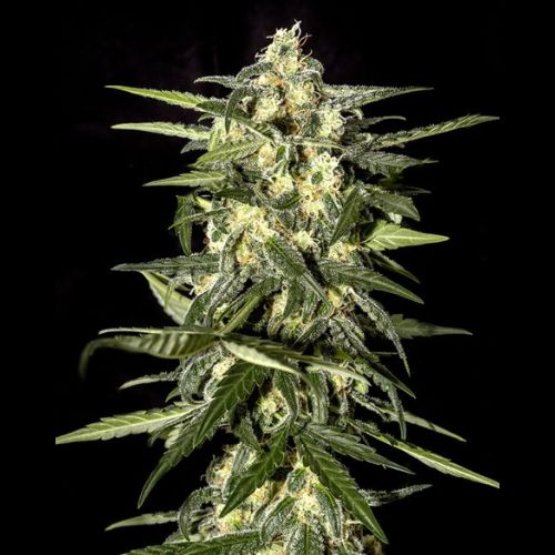 Greenhouse Seed Co Jack Herer Auto Seeds | Skyline Seed Bank 