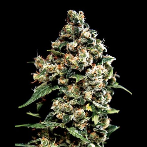 Jack Herer Feminized Cannabis Seeds | Skyline Seed Bank | South Africa