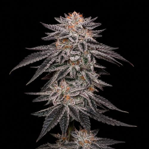 Jelly Breath Clone | Inhouse Genetics