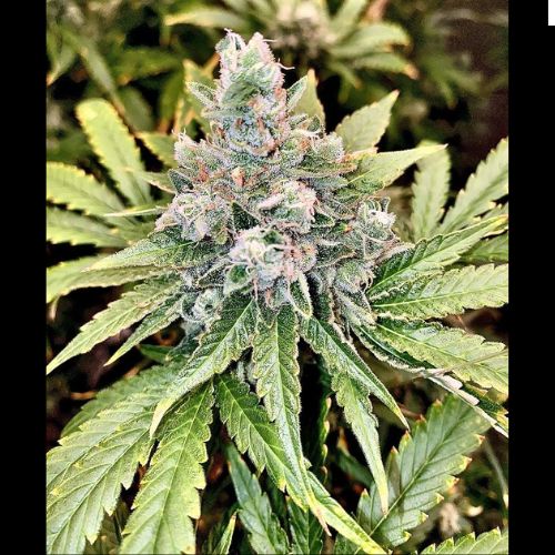 Jinxproof Genetics 9 Alarm Regular Seeds | Skyline Seed Bank | South Africa