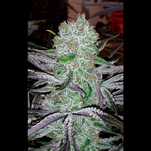 Jinxproof Genetics Best Friend Regular Seeds | Skyline Seed Bank | South Africa