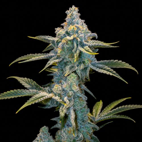 Juicy J Clone | Seed Junky Genetics
